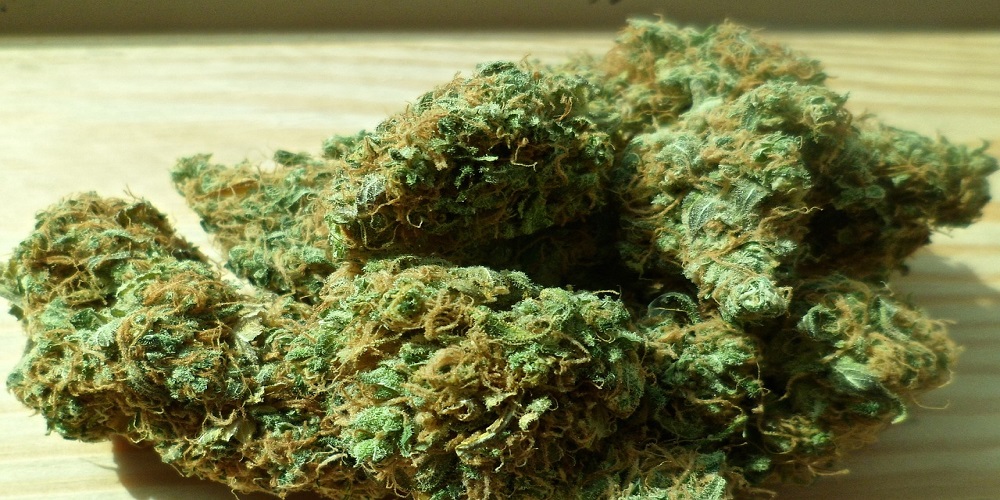 Canadian Cannabis Growing