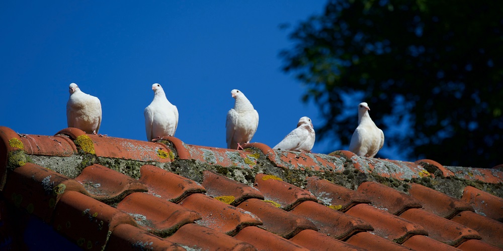 Replace Your Roof